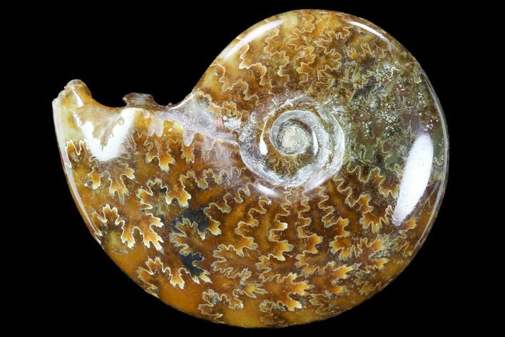 Polished, Agatized Ammonite (Cleoniceras) - Madagascar #117410
